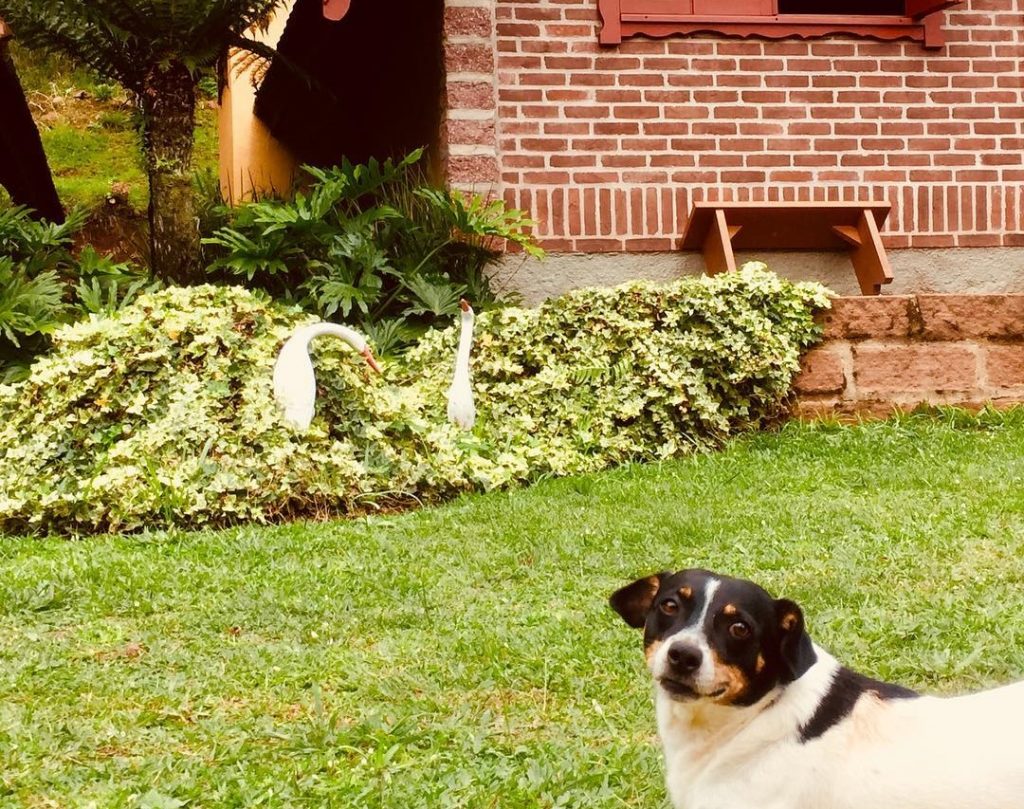 Hotel que aceita cachorro em Gramado: você conhece os Chalés Família Fioreze?
